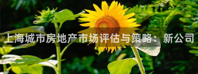 新宝测速5：上海城市房地产市场评估与策略：新公司