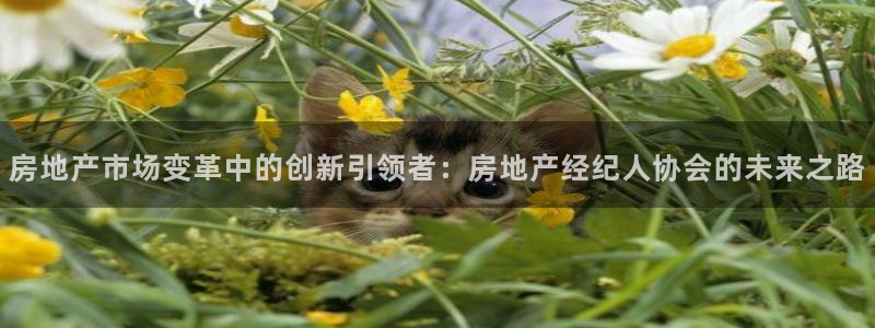 新宝5娱乐如：房地产市场变革中的创新引领者：房地产经纪人协会