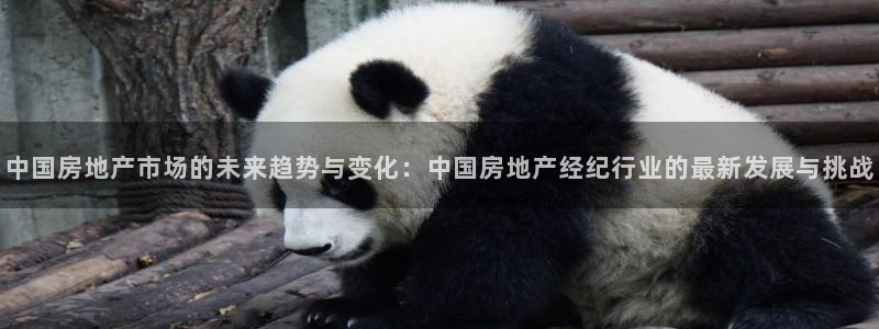 新宝5系列：中国房地产市场的未来趋势与变化：中国房地产经纪行