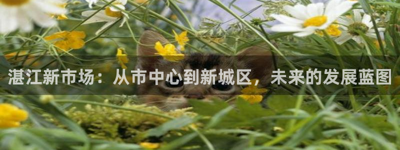 新宝5是谁：湛江新市场：从市中心到新城区，未来的发展蓝图