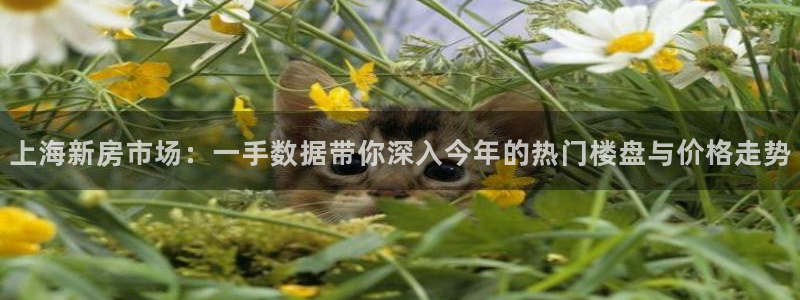 老新宝5授权登录：上海新房市场：一手数据带你深入今年的热门楼