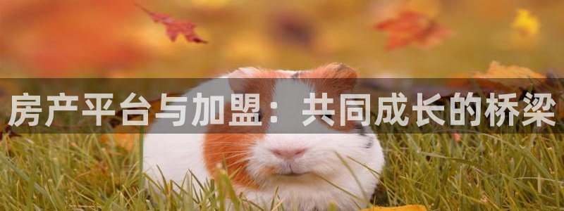 新宝5官网：房产平台与加盟：共同成长的桥梁